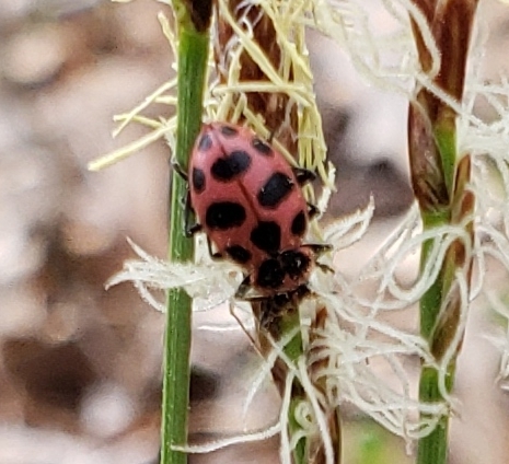 Spotted Pink Lady Beetle photographed in Wisconsin