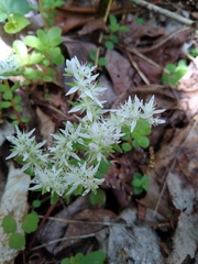 Sedum ternatum