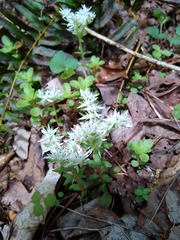 Sedum ternatum