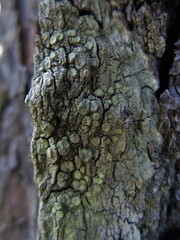 Pertusaria wulfenioides