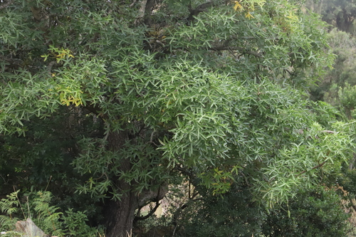 Cussonia natalensis Sond. 4