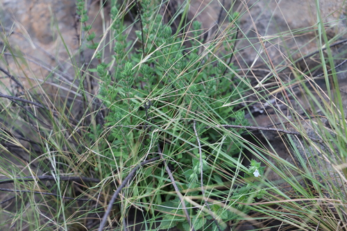 Image of Stachys natalensis by (c) Suvarna Parbhoo Mohan, some rights reserved (CC BY-SA)