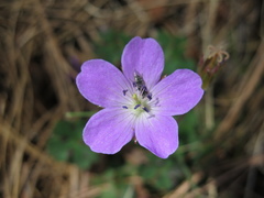 Geranium crenatifolium