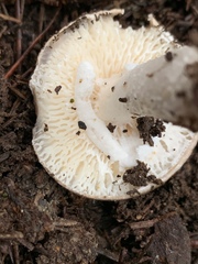 Amanita marmorata