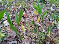 Uvularia puberula