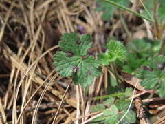 Geranium crenatifolium