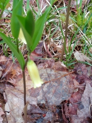 Uvularia puberula