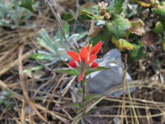 Castilleja scorzonerifolia