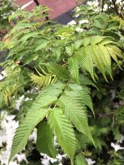 Sorbaria sorbifolia