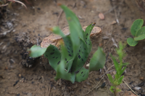 Ledebouria inquinata