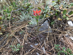 Castilleja scorzonerifolia