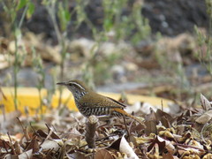 Thryophilus pleurostictus