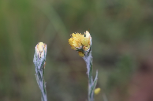 Image of Helichrysum mixtum by (c) Suvarna Parbhoo Mohan, some rights reserved (CC BY-SA)