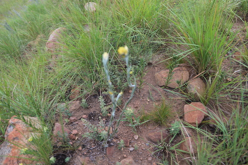 Mixed Everlasting (Helichrysum mixtum)