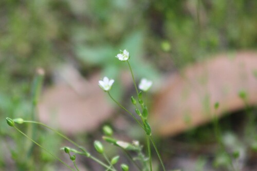 Sagina decumbens iNat (2)