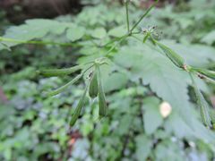 Osmorhiza longistylis