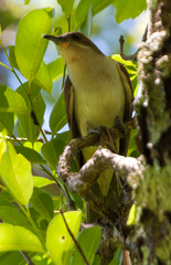 Coccyzus erythropthalmus