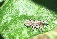 Scaphomorphus