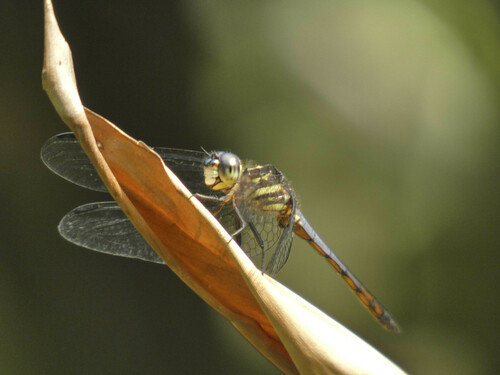 Many-striped Skimmer
