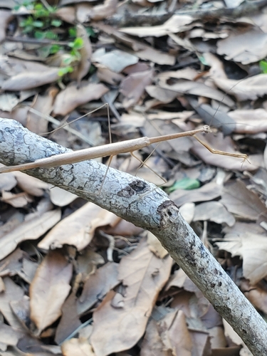 American Grass Mantis photo 5