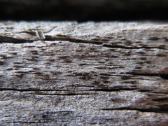 Xylographa parallela