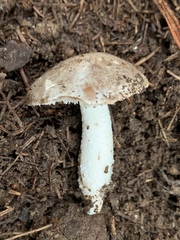 Amanita marmorata