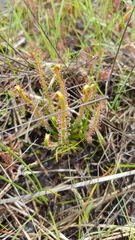 Drosera filiformis