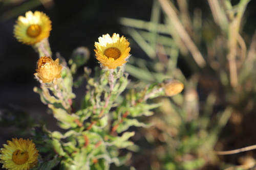 Image of Helichrysum cooperi by (c) Suvarna Parbhoo Mohan, some rights reserved (CC BY-SA)