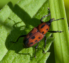 Rhodobaenus quinquepunctatus