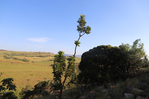 Protea comptonii, photograph 4