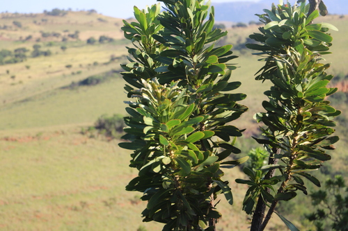 Saddleback Sugarbush (Protea comptonii)