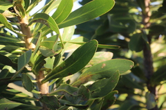 Protea comptonii, photograph (c) Suvarna Parbhoo Mohan, some rights reserved (CC BY-SA)