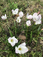 Zephyranthes atamasco