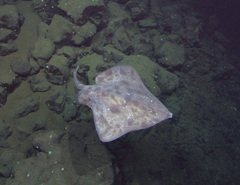 Arctic Skate photo 2