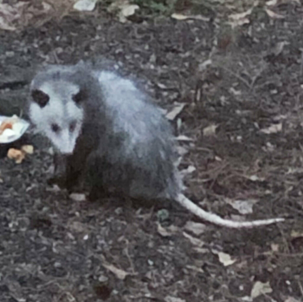 Virginia Opossum from Walton County, GA, USA on March 9, 2024 by Joan ...