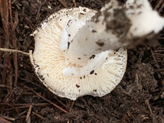 Amanita marmorata