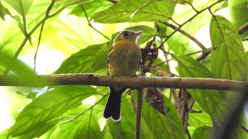 Sulphur-rumped Myiobius (Myiobius sulphureipygius), photo 9