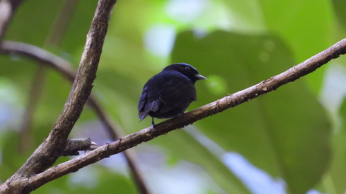 Velvety Manakin (Lepidothrix velutina), photo 4