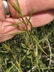 Ambrosiinae