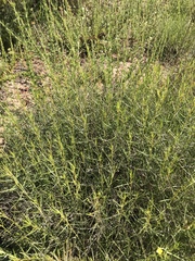 Ambrosiinae