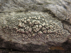 Lecanora caesiorubella glaucomodes