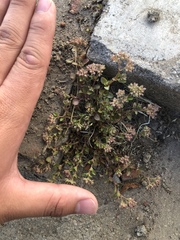 Polycarpon tetraphyllum