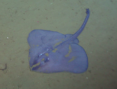 Roughtail Skate photo 3