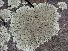 Xanthoparmelia plittii