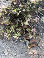 Polycarpon tetraphyllum