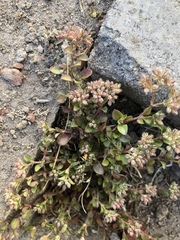 Polycarpon tetraphyllum