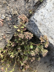 Polycarpon tetraphyllum