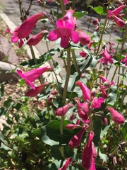 Penstemon pseudospectabilis