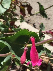 Penstemon pseudospectabilis