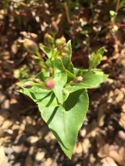 Penstemon pseudospectabilis